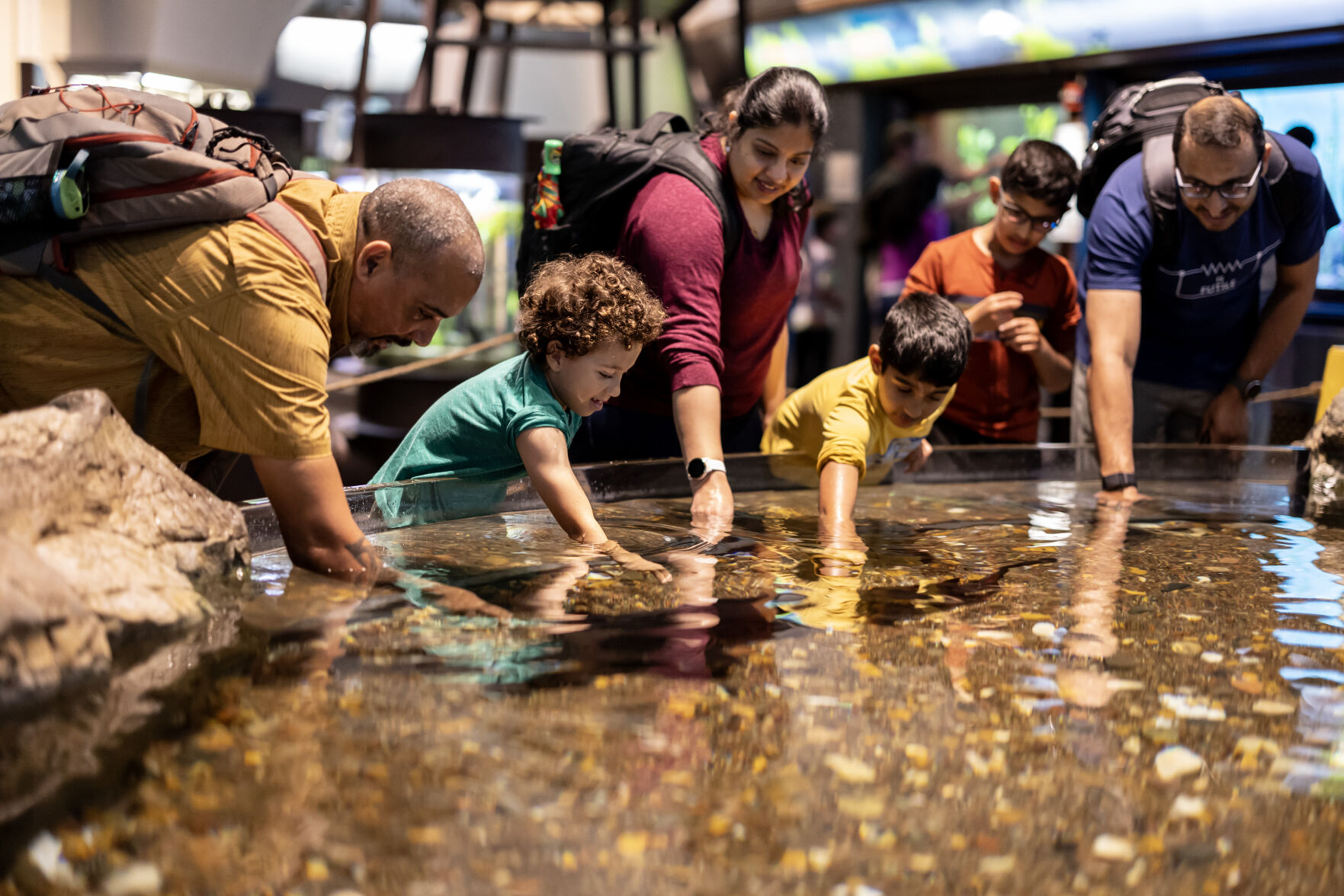 136 million years later—Lake sturgeon at Shedd Aquarium predate “Jurassic World” dinos